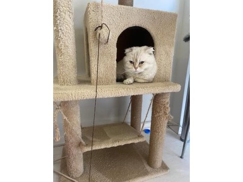 Scottish fold kedisi