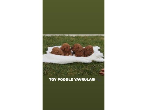Toy poodle yavru köpekler