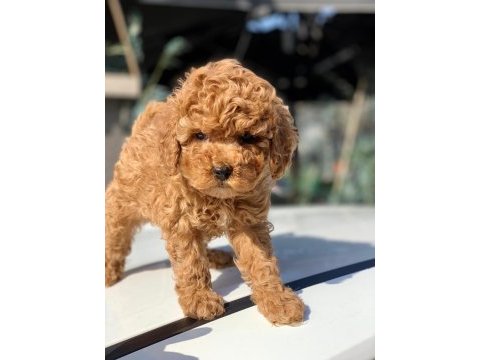 Dişi red toy poodle yavru