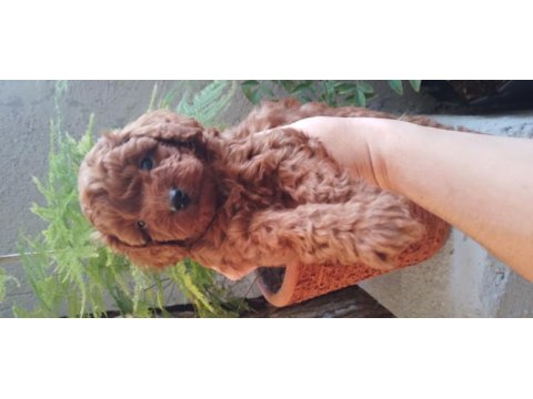 Toy poodle yavrularımız ömürlük aileleri bekliyor