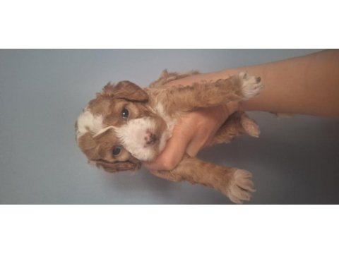 Güzeller güzeli maltipoo