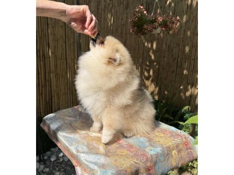 A kalite erkek pomeranian boo