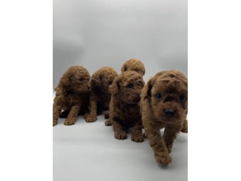 Birbirinden güzel red brown toy poodle yavruları