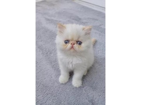 Irk ve sağlık garantili kedilerimiz