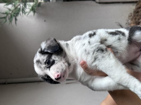 Çiftlik değil ev ortamı border collie