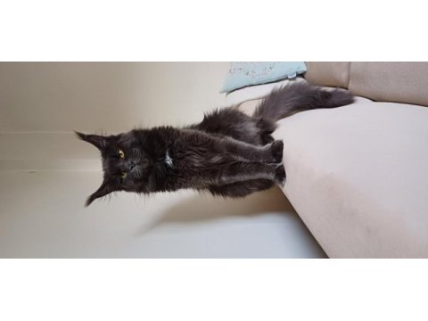 Blue ve black smooke arnold in son maine coon yavruları