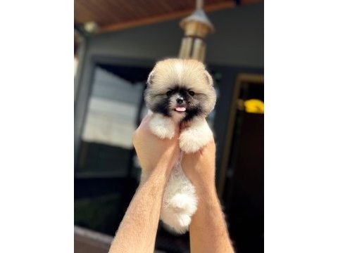 Yavru pomeranian boolarımız