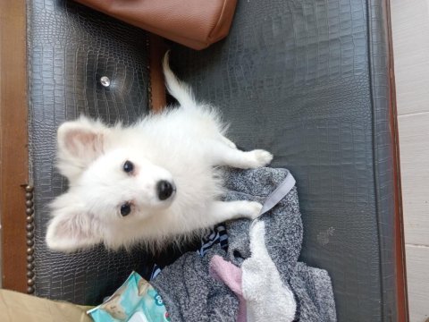 Pomeranian verilecektir