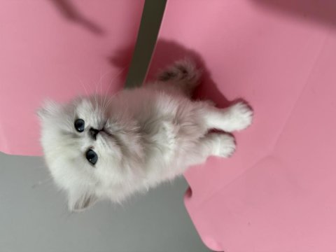 British longhair prenses hazır