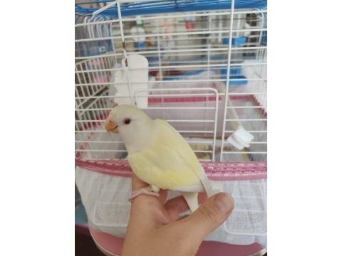 Uysal erkek cremino sevda papağanı