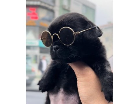 A kalite 2 aylık dişi pug yavrumuz