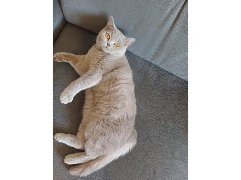 Safkan brıtısh kibar uysal ve tatlı