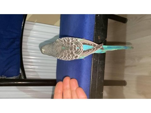 Güzel a sınıf çek muhabbet kuşu yavruları