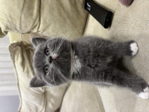 Birbirinden tatlı british shorthair kediler