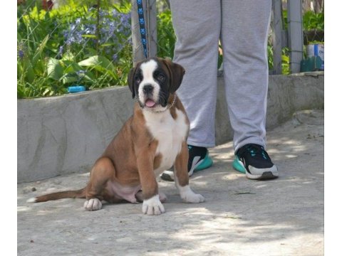 Fci şecereli boxer