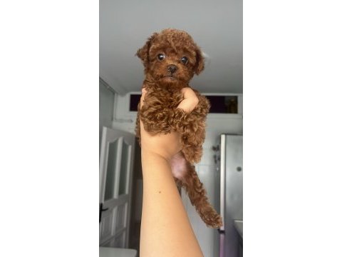 Ev doğumlu ailemizde büyüyen toy poodle bebeklerim