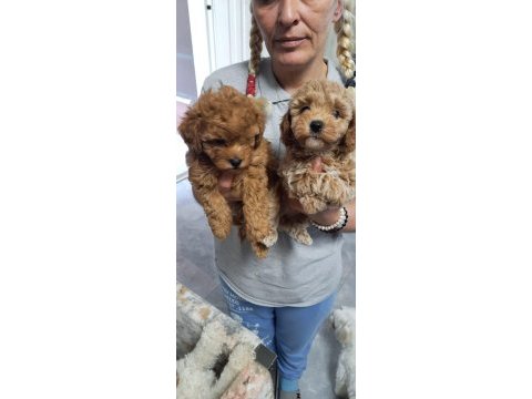 Yavru toy poodle