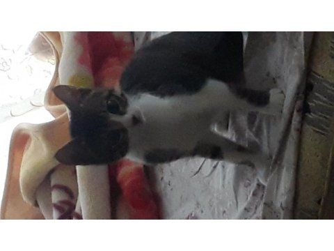 Mia cipi var kucağı ve birlikte uyumayı seviyor tekir