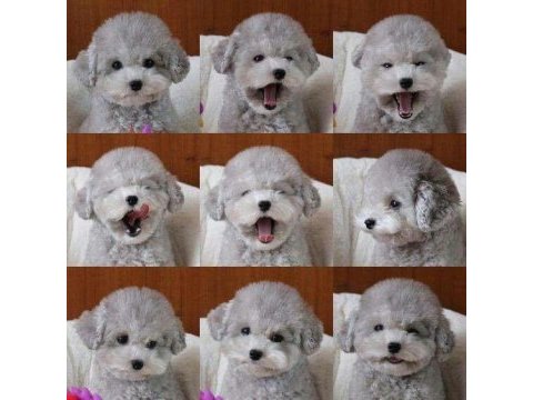 Nadir gümüş renk poodle özel üretim