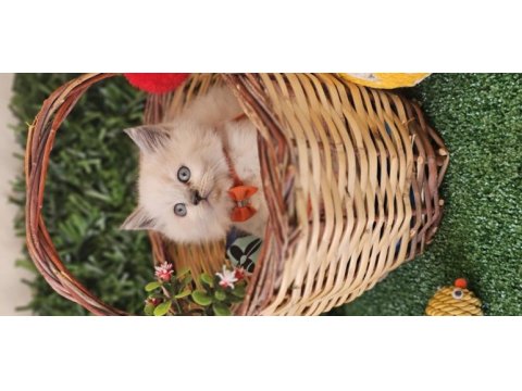British longhair oğlumuz sizlerle