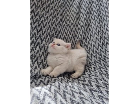 Scottish straight shorthair dişi