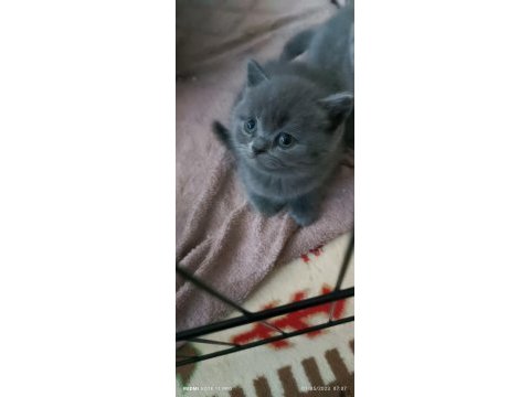 British shorthair safkan