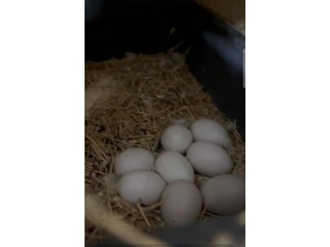 Yumurtalı cennet papağanı