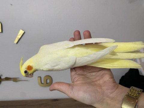 Sultan papağanı yavru köpeğimiz