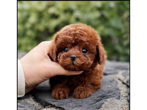Muhteşem güüzellikte toy poodle köpeklerim