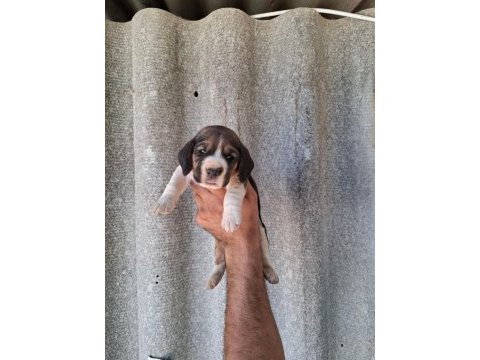 Beagle bebeklerimiz