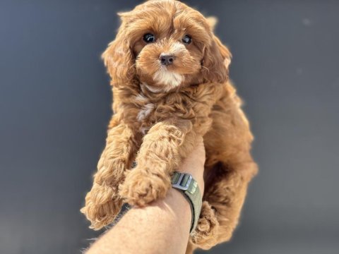 Ankaranın en güzel mini boy maltipoo yavruları