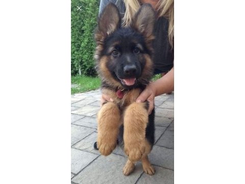 K9 alman kurdu yavrularımız