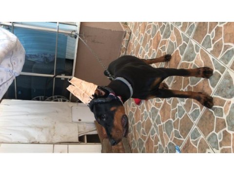 Çok akıllı dost canlısı safkan doberman
