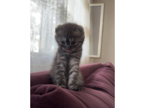 Scottish fold dişi 2 aylık