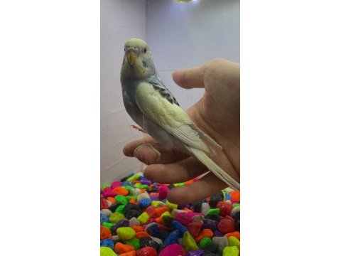 Yavru atıştırmalık muhabbet kuşları