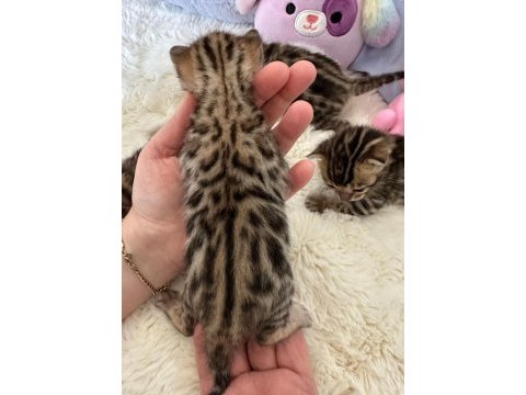 Bengal kedisi muhteşem güzellik