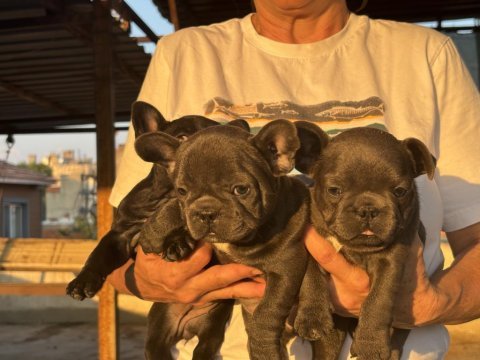 Kaliteli kan hattına sahip french bulldog yavruları
