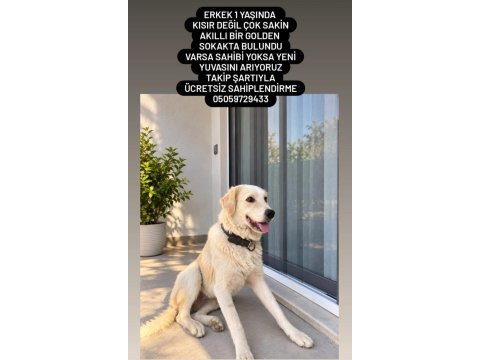 Golden retriever çok akıllı