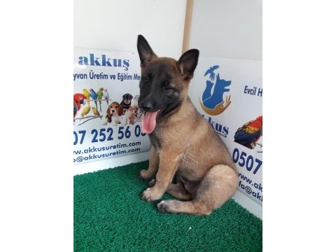 Akkuş üretim çiftliğinden malinois yavruları