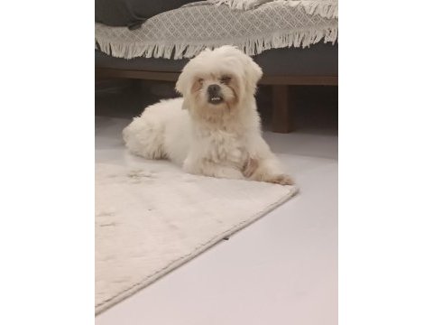 Erkek maltese terrier