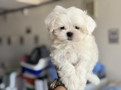 Petmode köpek çiftliğinden tea cup kore kan maltese