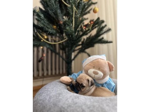 Pug bebeklerim