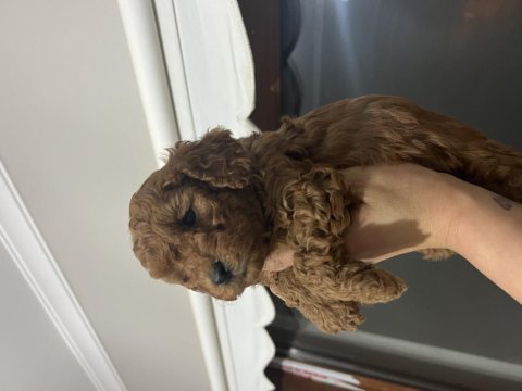 Ömür boyu ırk garantili kıvır kıvır toy poodle bebekler