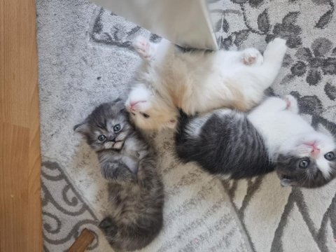 Scottish fold yavru kediler