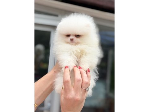 Mavi gözlü pomeranian boo teddy face