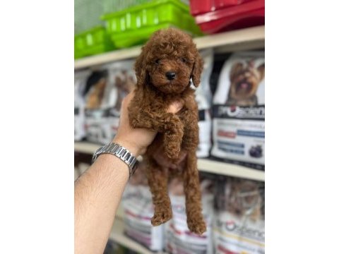 Kore kan poodle bebekler