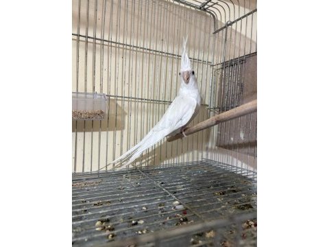 Kusursuz damızlık albino erkek sultan papağanı