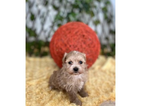 Sevimli dost canlısı maltipoo yavrular