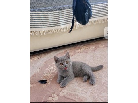 Evdeki sevimli british shorthair kuyruğum