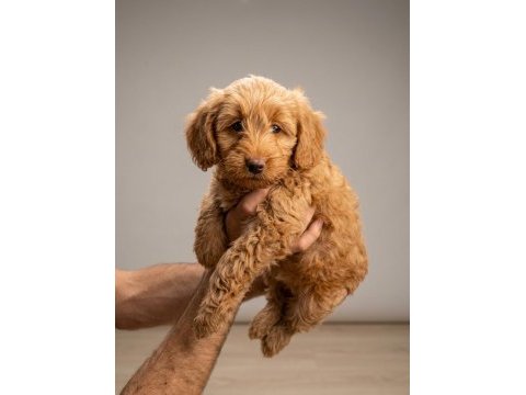 Irk ve sağlık garantılı maltipoo